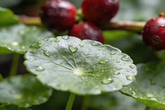 Centella asiática y cafeína: qué dice la ciencia sobre los activos que combaten la celulitis